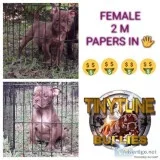 American Bully Pups for sale. UKC REGISTERED PAPERS ON HAND.