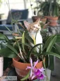1 year old cat