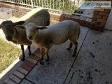 Young Ram 150
