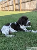 German Shorthaired Pointer Puppies
