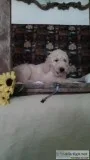 Goldendoodle f1-b