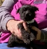 For Sale 7 week old Pups Scottish Terrier Shih Tzu cross