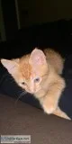 Kitten looking for new home