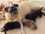 Pug puppies