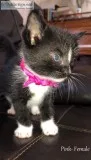 Adorable Kittens Need a loving home