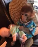 Baby monkey for adoptionrehoming