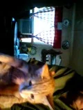 RECUSED RED KITTEN