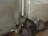 Tiger Kittens  7 weeks old