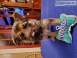 German Shepherd puppies
