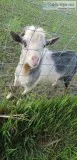 Male Nigerian dwarf goat