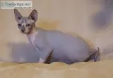 Playful Blue and White Sphynx Brothers