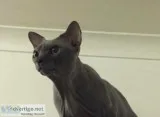 Canadian sphynx for STUD