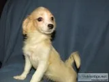 Jackapoo Pups