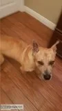 Catahoula Shepherd mix