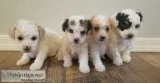 Yorkipoo and Cavapoo mix