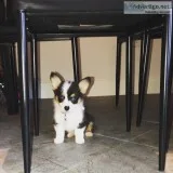 Black Tri Corgi puppy