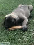 English Mastiff Puppies