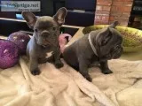 2 Adorable french bulldog puppies now ready