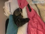 Shimmer needs a new home with lots of attention