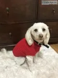 Maltesepoodle