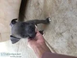 Pitbull puppy boy blue eyes bluenose