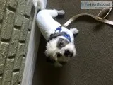 Free Jack RusselMaltese Puppy to GOOD HOME