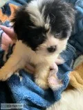 Shihtzu mixed male puppy