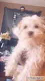 Malshi pups die oct