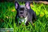 AKC Hugo French Bulldog - Purebred