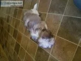 Morkie puppy
