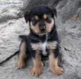 RottweilerHusky Mix Puppies