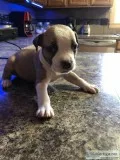 XXL Bully Pitbull Puppies