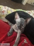 Canadian sphynx girl kitten for sale