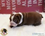 English Bulldog Puppy Chocolate Tri Female