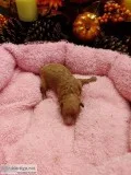 Toy Poodle Puppies