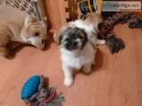 shorkifs