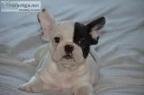 French Bulldog Puppies for Sale