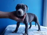 Pitbull Blue Nose