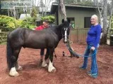 Holistic Horseworks LLC