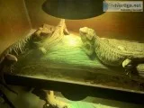 Two beautiful bearded dragons with custom two-story house