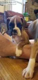 Fawn Boxer puppies
