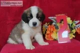 Saint Bernards