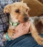 Female Yorkie (4 Years Old) Looking For A Loving Home