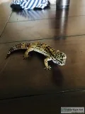 Leopard gecko and cage with Accessories