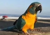 loros guacamayo de garganta azul 8 meses 1 semana de edad dispon