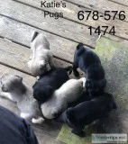 Fur babies