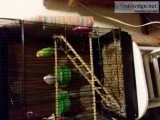 2 cute parakeet one is yellow and other is white includes cage