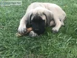 English Mastiff Puppies