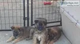 Belgian Shepherd pups