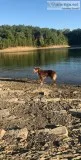 MiniToy Australian Shepherd Expected Liter